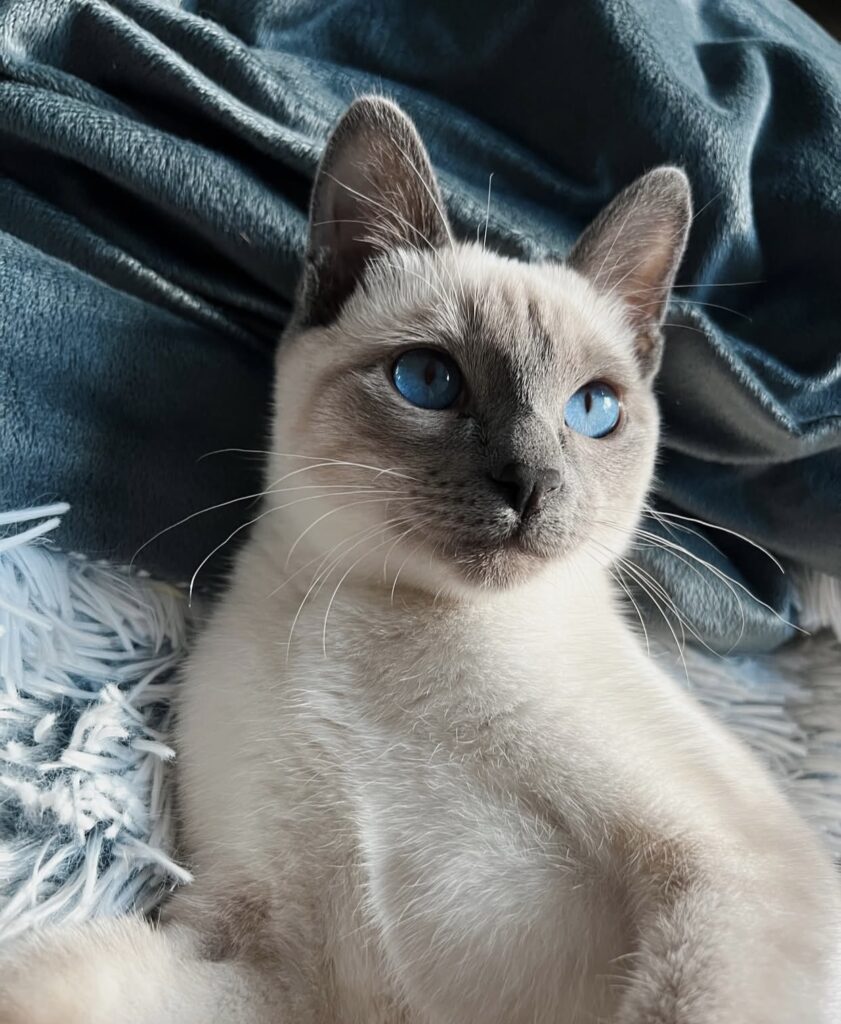 siamese kittens for sale